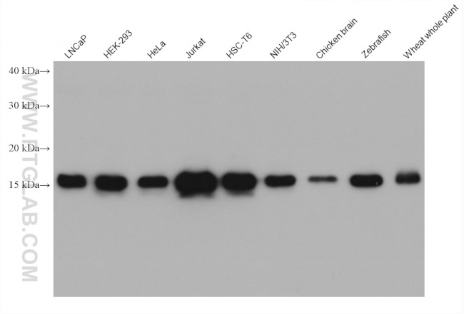 Histone H3 Antibody in Western Blot (WB)