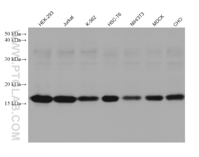 Histone H3 Antibody in Western Blot (WB)