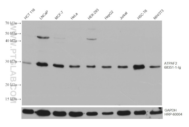 ATPAF2 Antibody in Western Blot (WB)