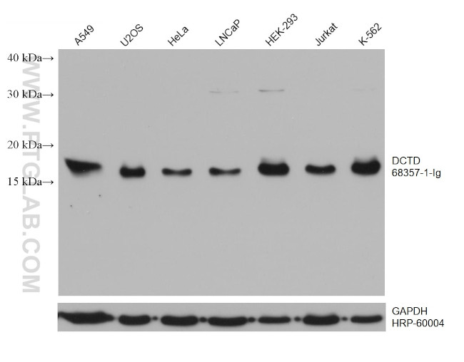 DCTD Antibody in Western Blot (WB)