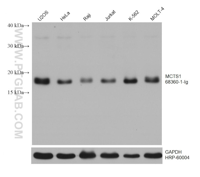 MCTS1 Antibody in Western Blot (WB)