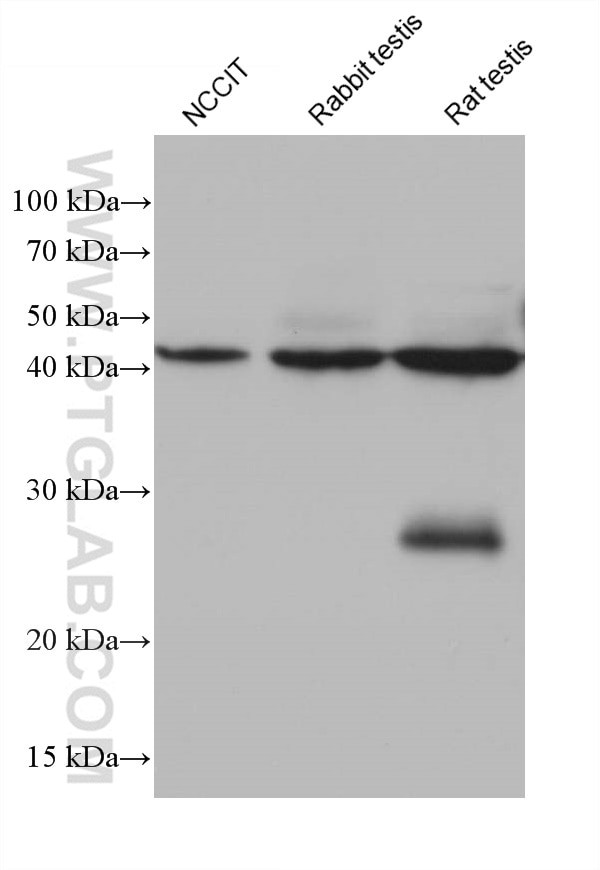 ARPM1 Antibody in Western Blot (WB)