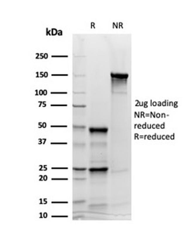 Synaptophysin Antibody in SDS-PAGE (SDS-PAGE)