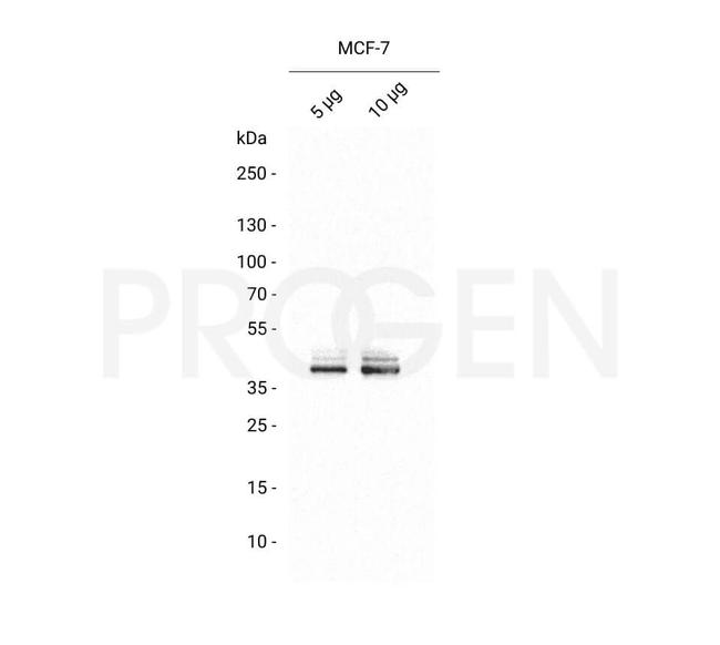 Cytokeratin 19 Antibody in Western Blot (WB)