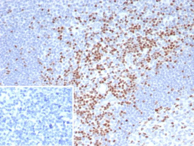 TCF7 Antibody in Immunohistochemistry (Paraffin) (IHC (P))