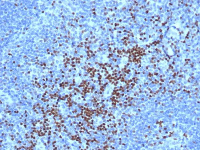 TCF7 Antibody in Immunohistochemistry (Paraffin) (IHC (P))