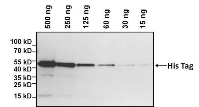 6x-His Tag Antibody in Western Blot (WB)