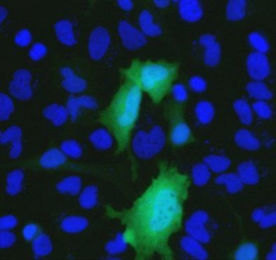 6x-His Tag Antibody in Immunocytochemistry (ICC/IF)