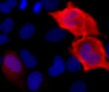 6x-His Tag Antibody in Immunocytochemistry (ICC/IF)