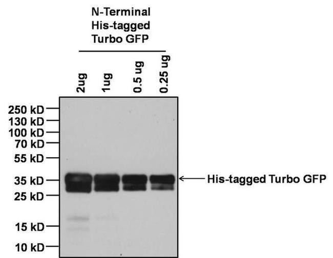 6x-His Tag Antibody in Western Blot (WB)