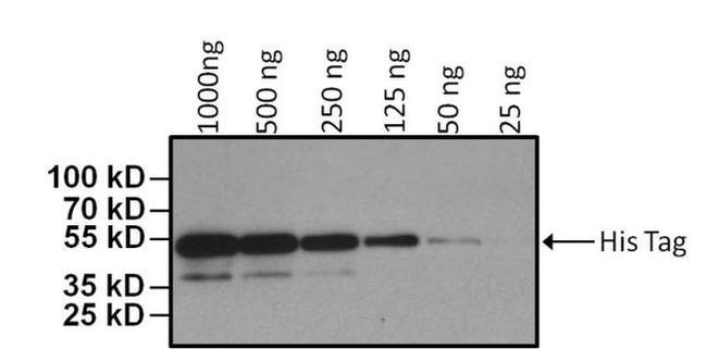 6x-His Tag Antibody in Western Blot (WB)