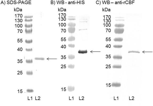 6x-His Tag Antibody in Western Blot (WB)