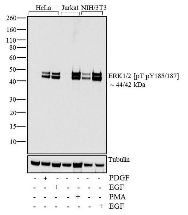 Phospho-ERK1/ERK2 (Thr185, Tyr187) Antibody in Western Blot (WB)