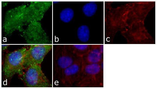 Phospho-FAK (Tyr576) Antibody in Immunocytochemistry (ICC/IF)