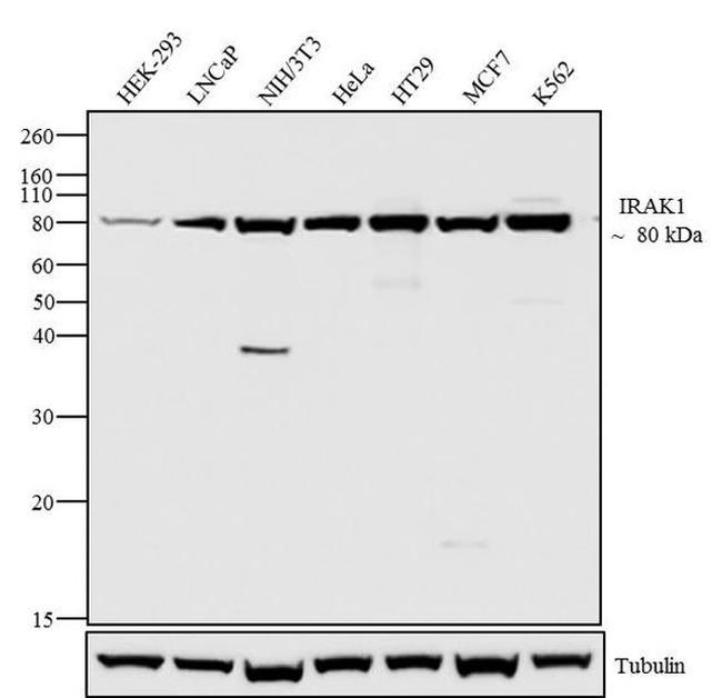 IRAK1 Antibody in Western Blot (WB)