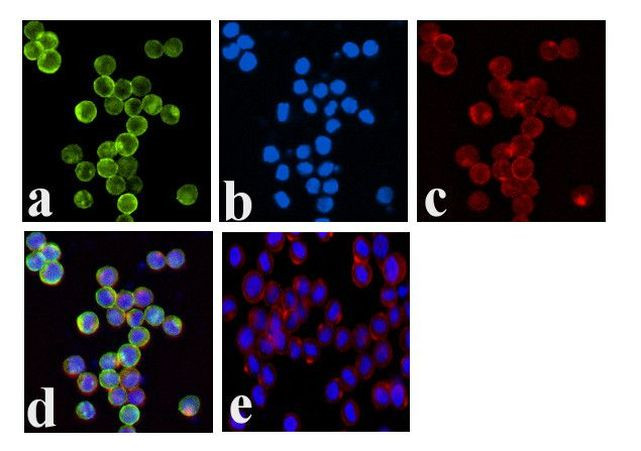 Phospho-JAK1 (Tyr1022, Tyr1023) Antibody in Immunocytochemistry (ICC/IF)