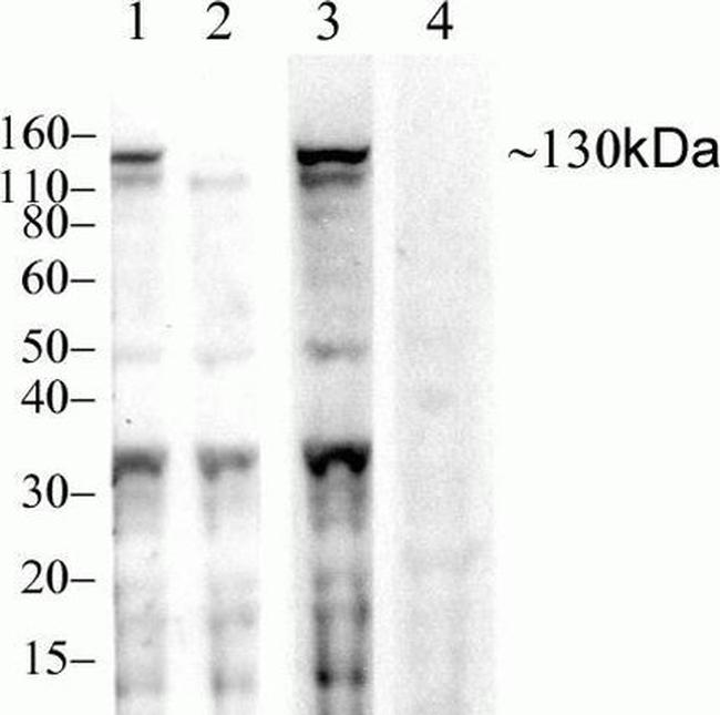 Phospho-JAK1 (Tyr1022, Tyr1023) Antibody in Western Blot (WB)