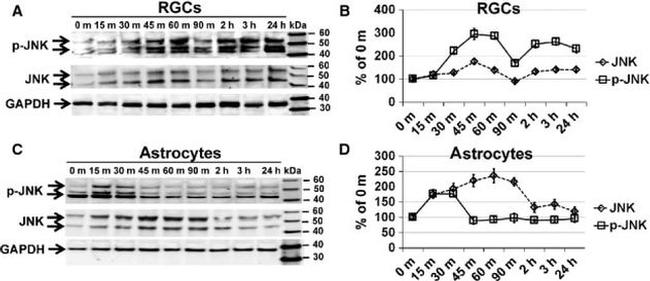 Phospho-JNK1/JNK2 (Thr183, Tyr185) Antibody in Western Blot (WB)