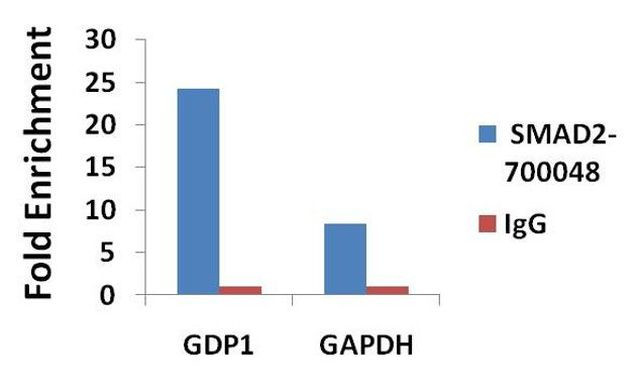 SMAD2 Antibody in ChIP Assay (ChIP)