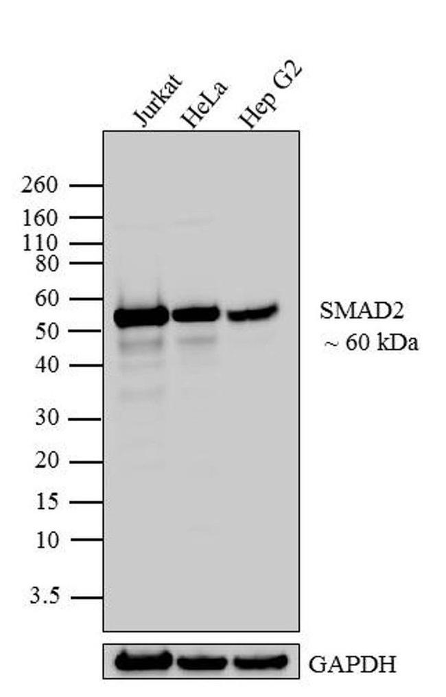 SMAD2 Antibody in Western Blot (WB)