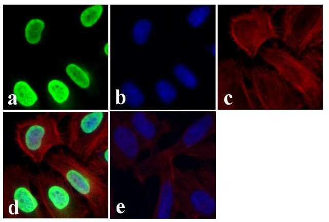 Phospho-SMAD2 (Thr8) Antibody in Immunocytochemistry (ICC/IF)