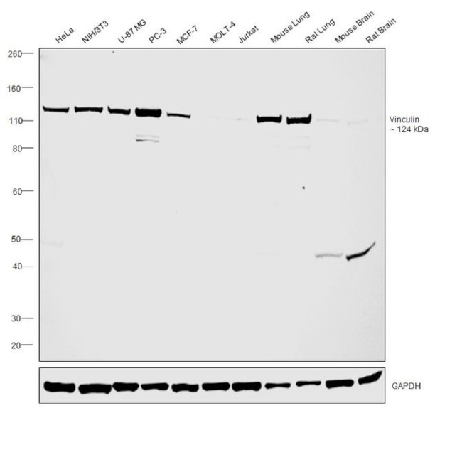 Vinculin Antibody