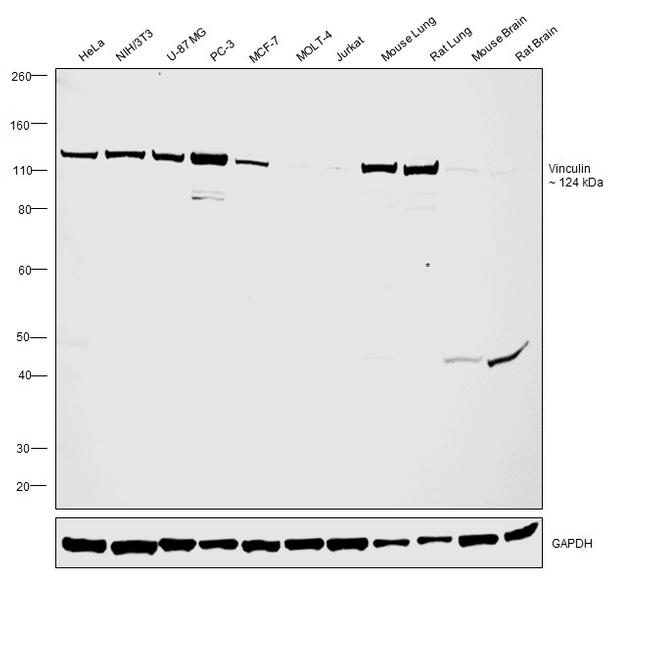 Vinculin Antibody in Western Blot (WB)