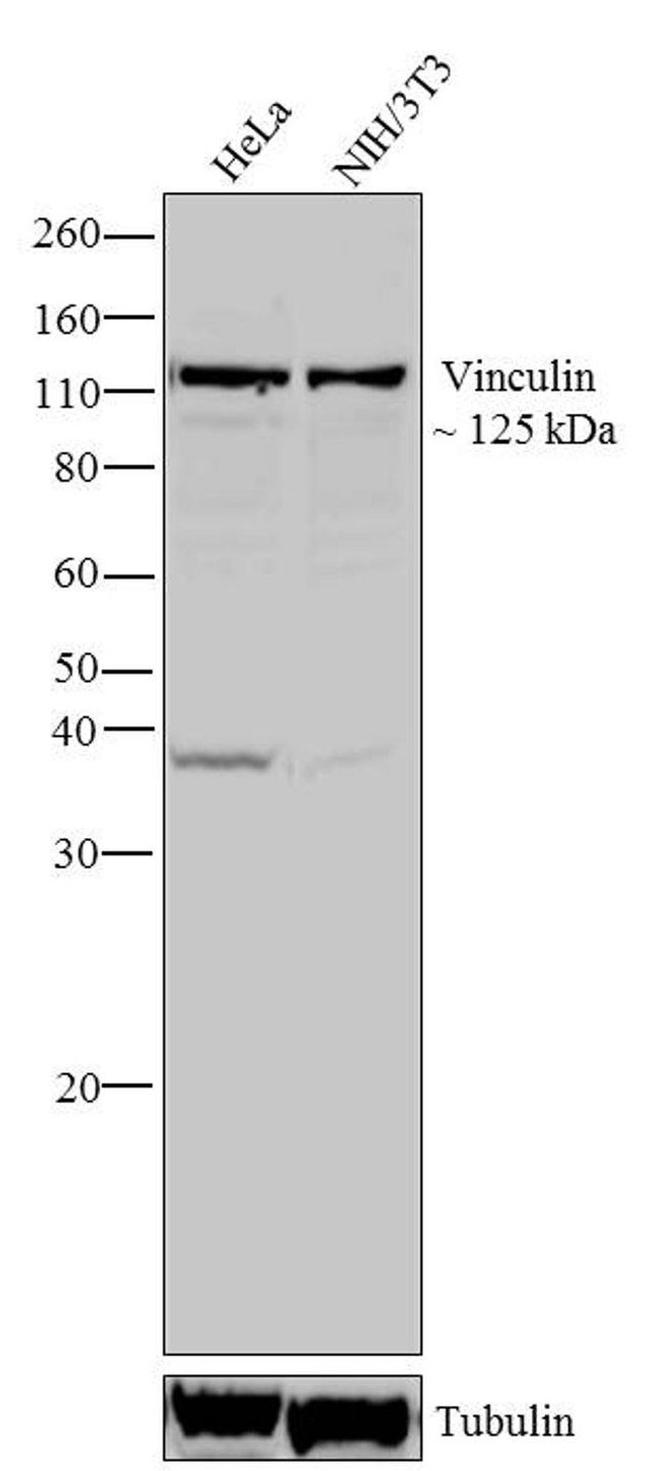 Vinculin Antibody in Western Blot (WB)