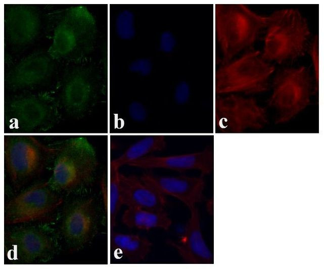 TRAF3 Antibody in Immunocytochemistry (ICC/IF)