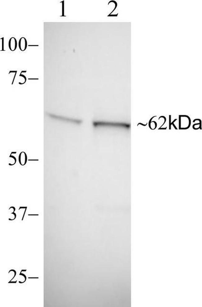 TRAF3 Antibody in Western Blot (WB)