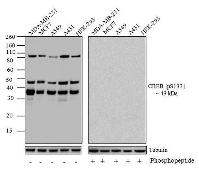 Phospho-CREB (Ser133) Antibody in Western Blot (WB)