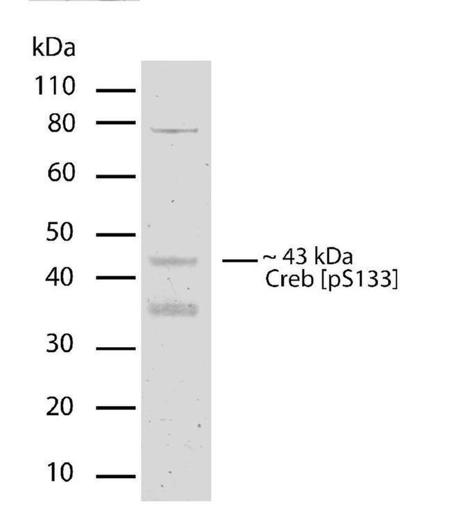 Phospho-CREB (Ser133) Antibody in Western Blot (WB)