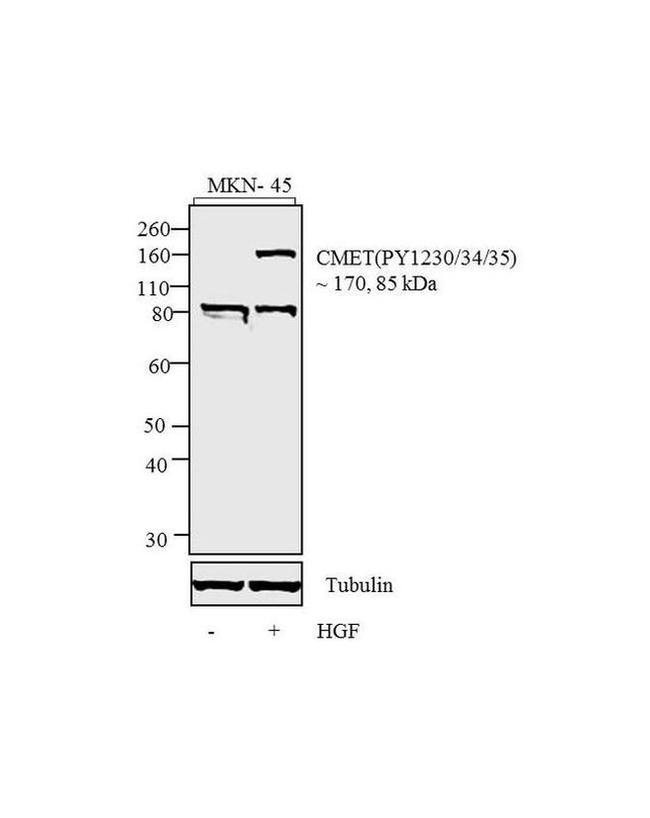 Phospho-c-Met (Tyr1230, Tyr1234, Tyr1235) Antibody