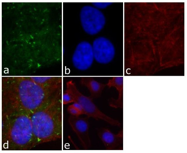 Phospho-FAK (Tyr861) Antibody in Immunocytochemistry (ICC/IF)