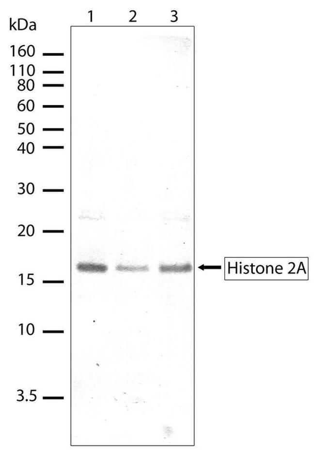 Histone H2A Antibody in Western Blot (WB)