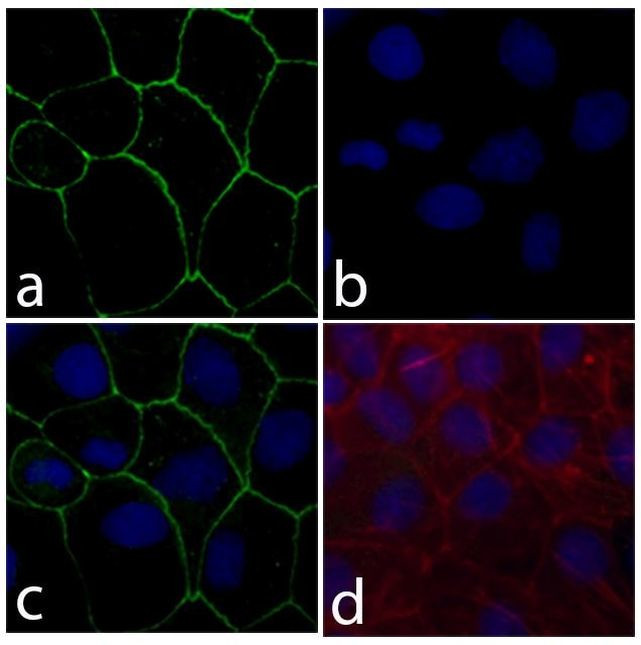 Claudin 18 Antibody in Immunocytochemistry (ICC/IF)