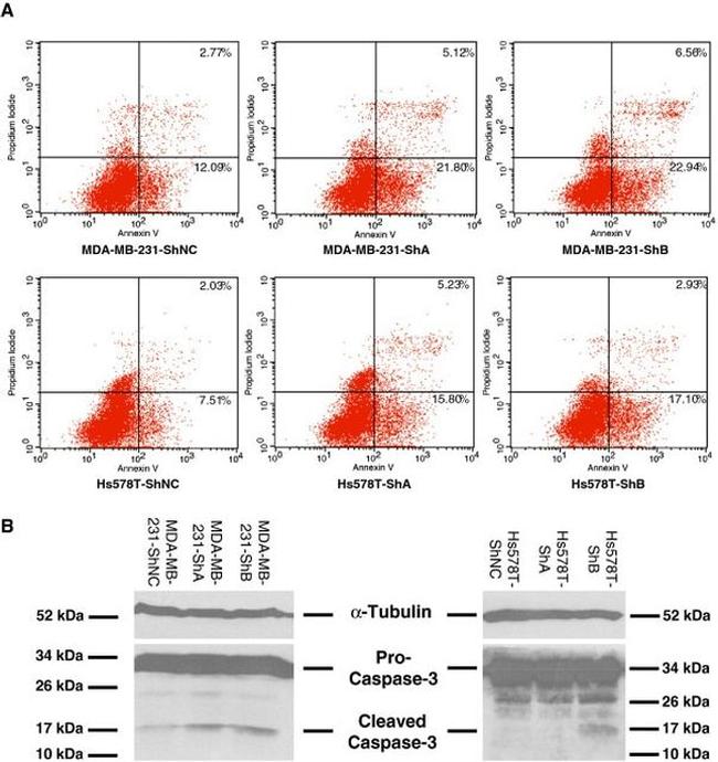 Caspase 3 Antibody in Western Blot (WB)