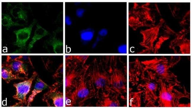 Caspase 3 Antibody