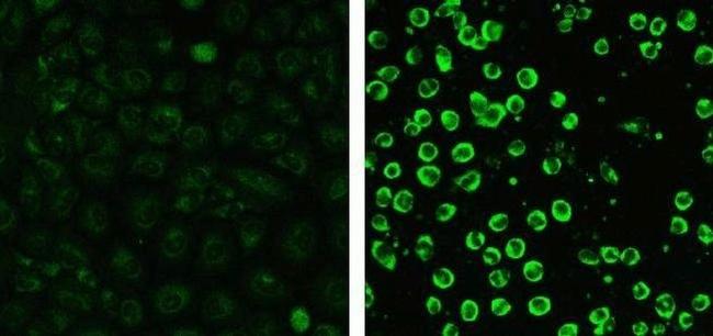 Caspase 3 Antibody