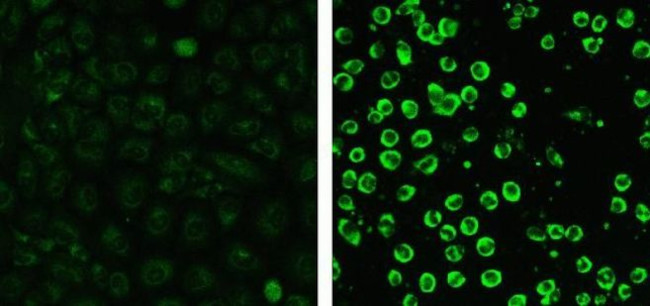 Caspase 3 Antibody in Immunocytochemistry (ICC/IF)