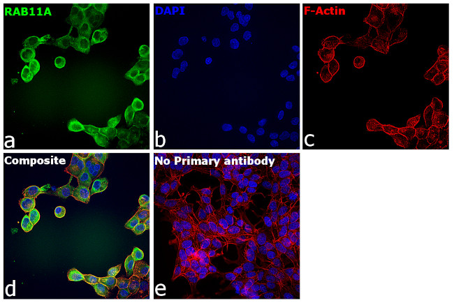 RAB11A Antibody in Immunocytochemistry (ICC/IF)