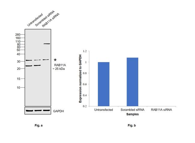 RAB11A Antibody in Western Blot (WB)