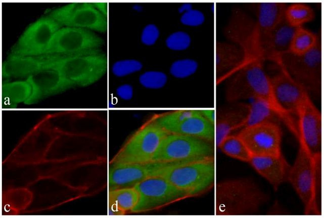 RAB11A Antibody in Immunocytochemistry (ICC/IF)