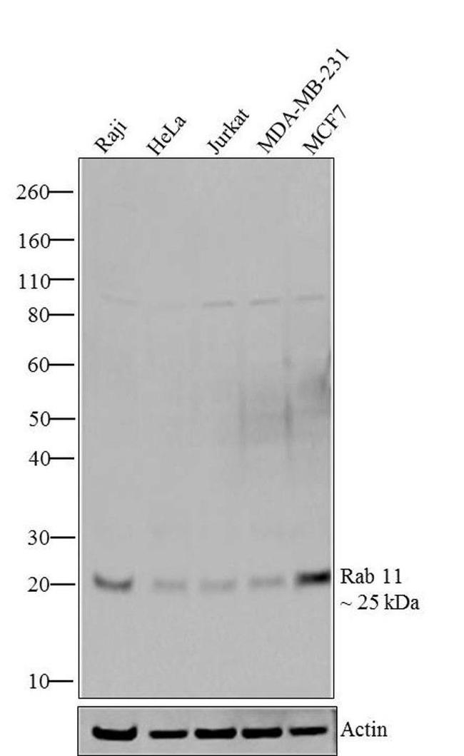 RAB11A Antibody in Western Blot (WB)