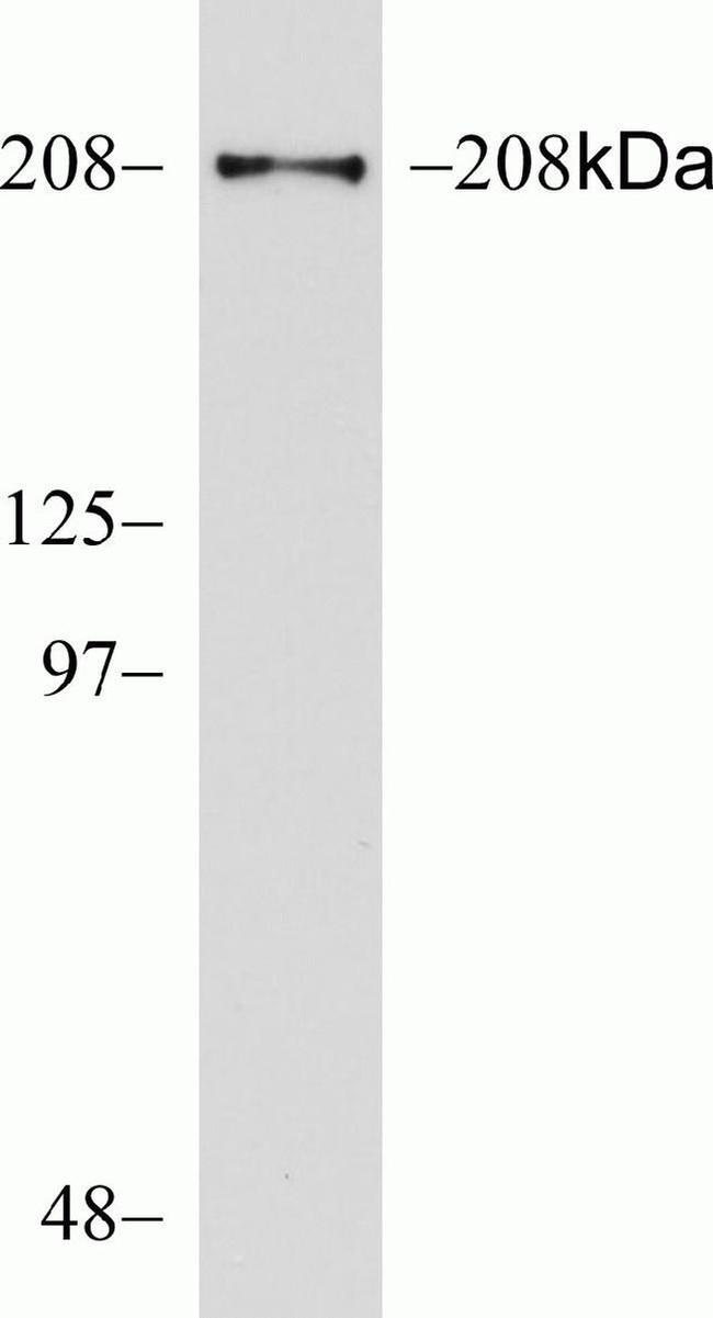 Afadin Antibody in Western Blot (WB)