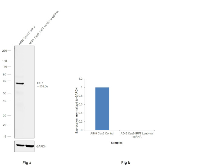 IRF7 Antibody