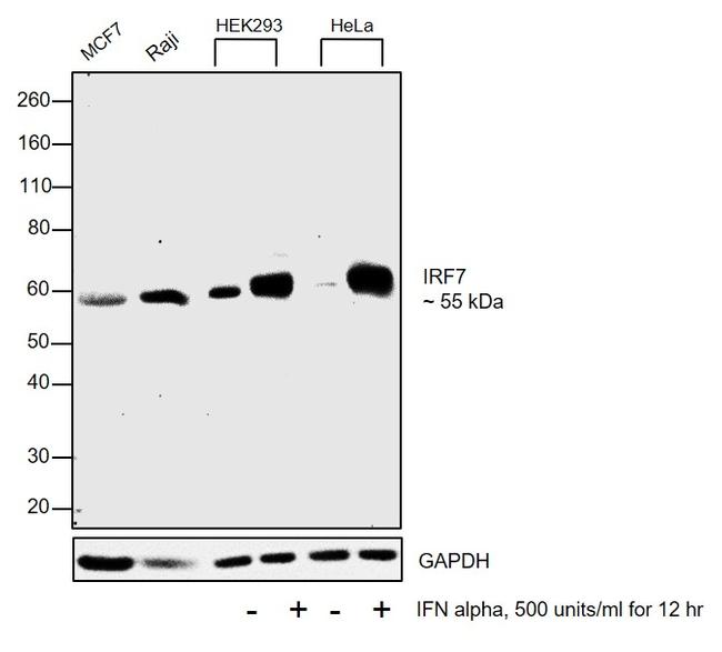 IRF7 Antibody in Western Blot (WB)