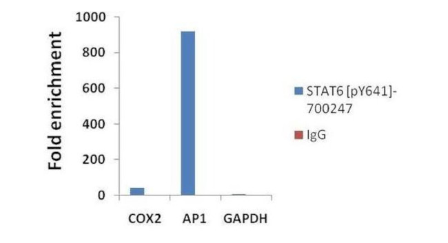 Phospho-STAT6 (Tyr641) Antibody