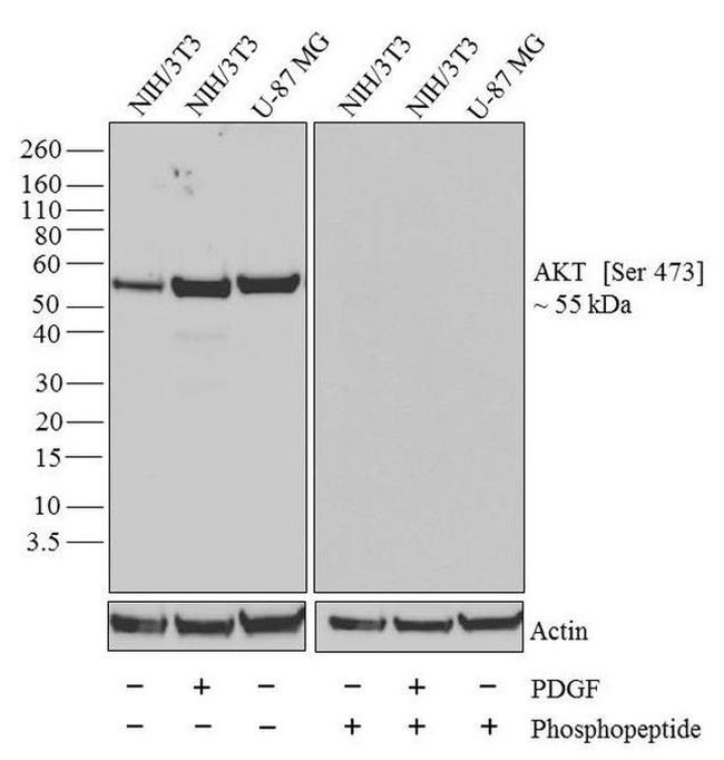 Phospho-AKT1 (Ser473) Antibody in Western Blot (WB)