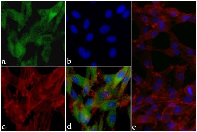 Phospho-AKT1 (Ser473) Antibody in Immunocytochemistry (ICC/IF)